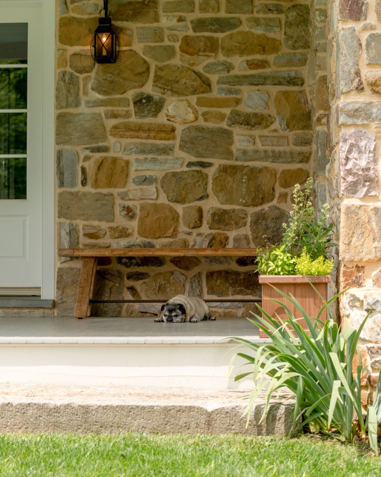 Chester County addition and renovation dog